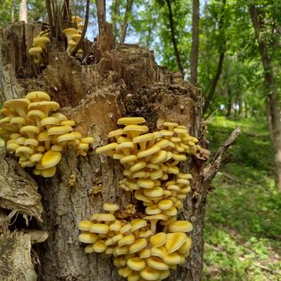 Golden Oyster Mushrooms 1/2 lb