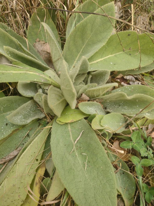 Mullein Tincture